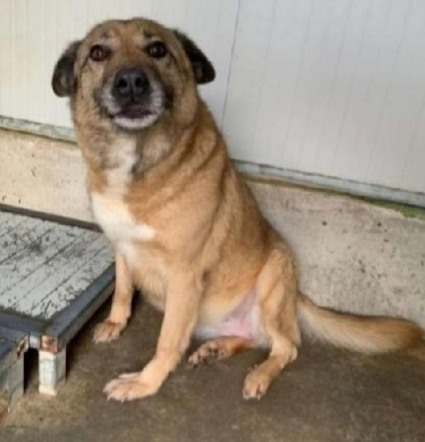 Quercia 12Anni Dalla Catena Al Canile..1Vita Assurda..lombardia 