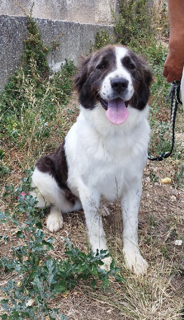 Cane Margherita 