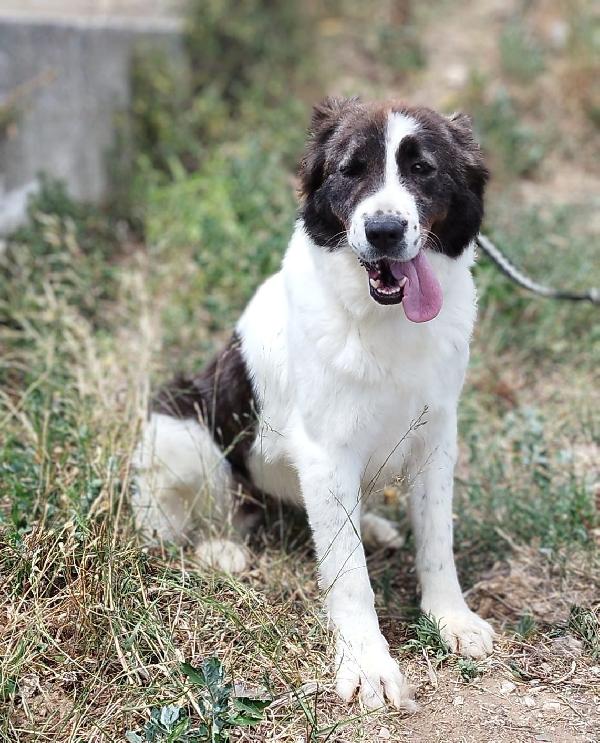 Cane margherita  Foto 4