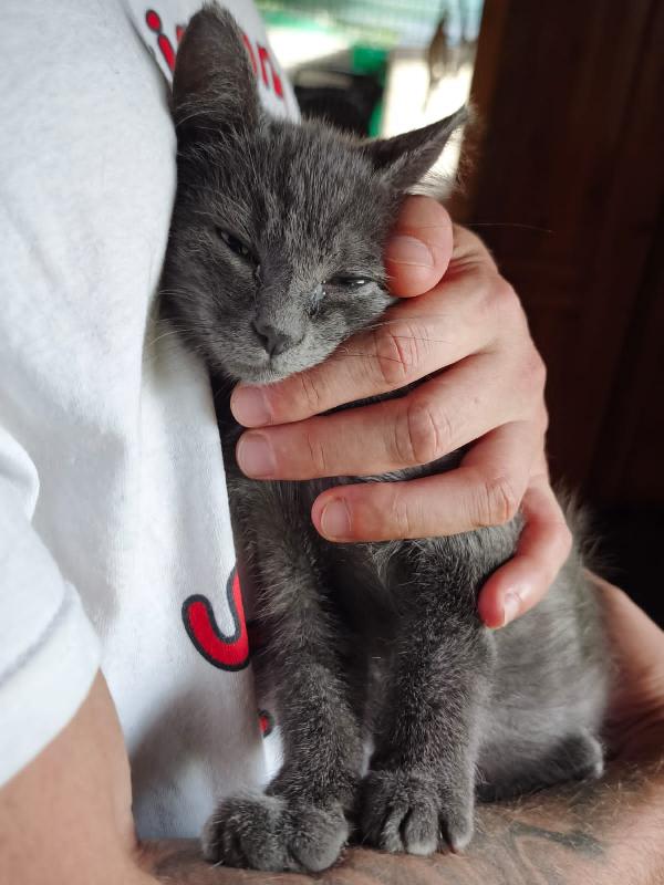 GRIGIO: SIMILCERTOSINO DI 3 MESI E MEZZO Foto 9