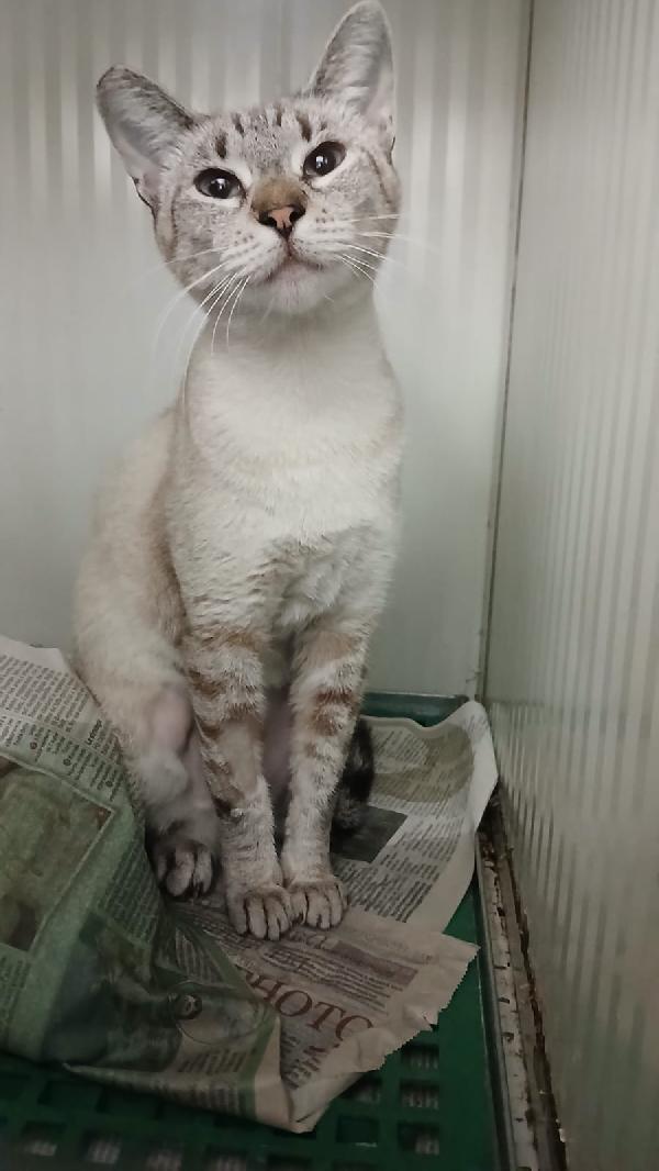DIOR: MICIA SIMILSIAMESE DI 1 ANNO CERCA FAMIGLIA Foto 2