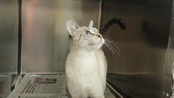 DIOR: MICIA SIMILSIAMESE DI 1 ANNO CERCA FAMIGLIA Foto 4