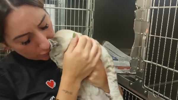 DIOR: MICIA SIMILSIAMESE DI 1 ANNO CERCA FAMIGLIA Foto 6