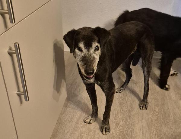 Angelo ha 16 anni.. forse più .. Foto 2