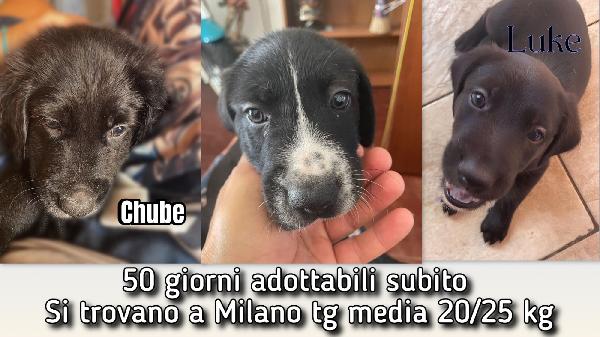 Han Luke Chube Cercano Casa 50 Giorni Taglia Media (20/25 Kg)