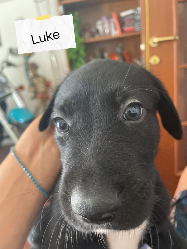 Han Luke Chube cercano casa 50 giorni taglia media (20/25 kg) Foto 2