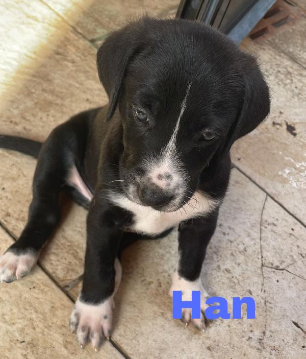 Han Luke Chube cercano casa 50 giorni taglia media (20/25 kg) Foto 5
