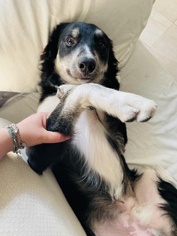 Sos BALTO  Foto 2