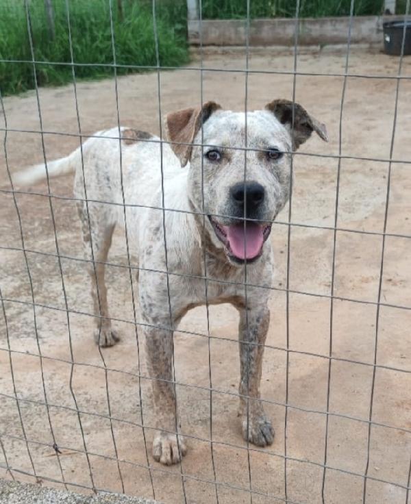 Mix Molossino 2Anni Dal Recinto Al Canile