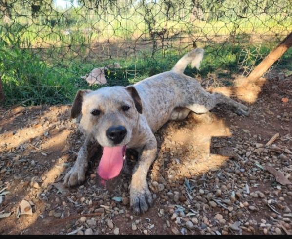 Mix molossino 2anni dal recinto al canile Foto 4