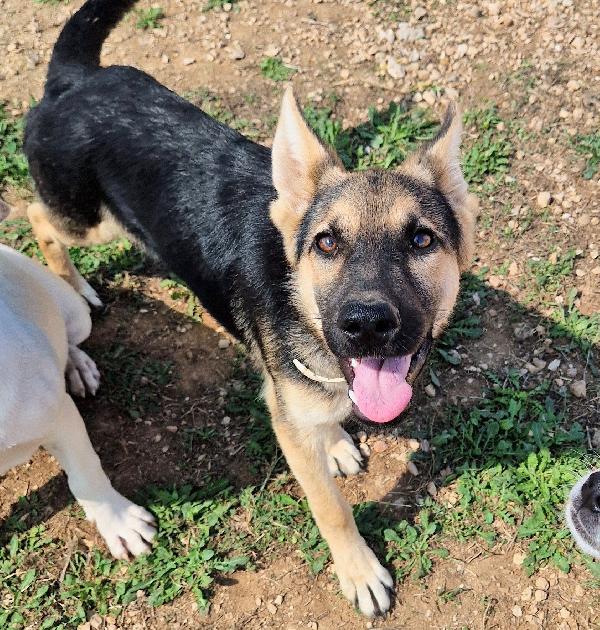 DORA IN CANILE,ADOTTABILE IN TUTTA ITALIA| Foto 3