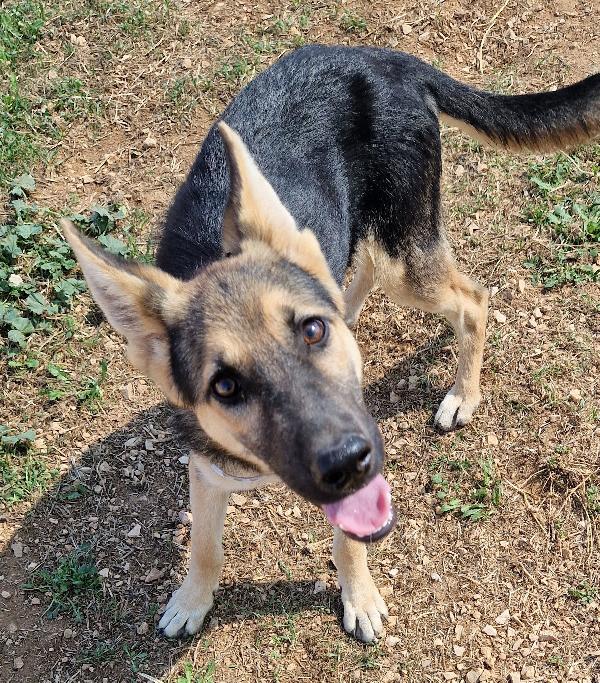 DORA IN CANILE,ADOTTABILE IN TUTTA ITALIA| Foto 4
