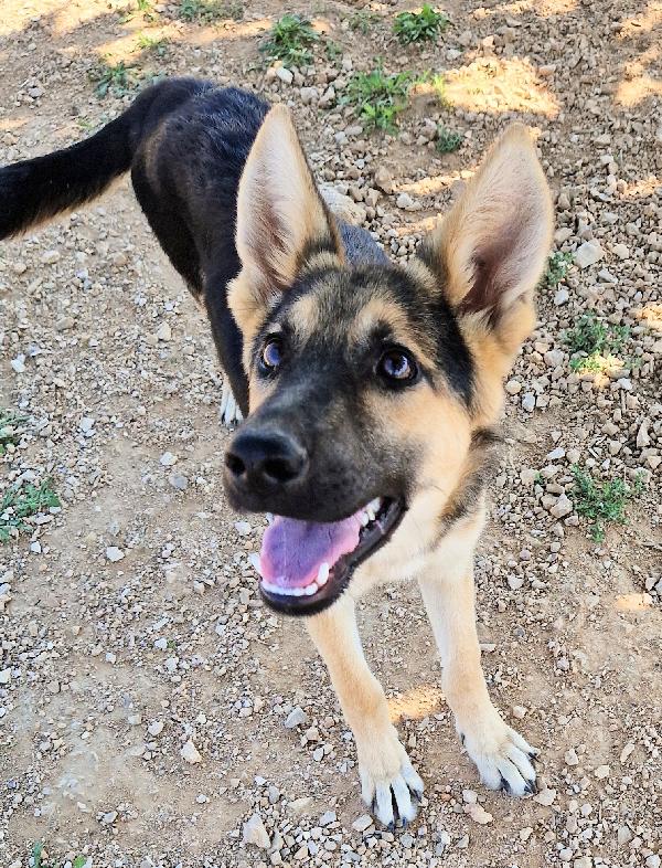 DORA IN CANILE,ADOTTABILE IN TUTTA ITALIA| Foto 6