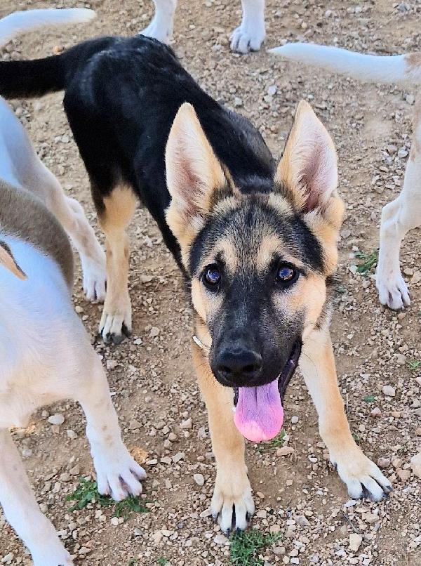 DORA IN CANILE,ADOTTABILE IN TUTTA ITALIA| Foto 7