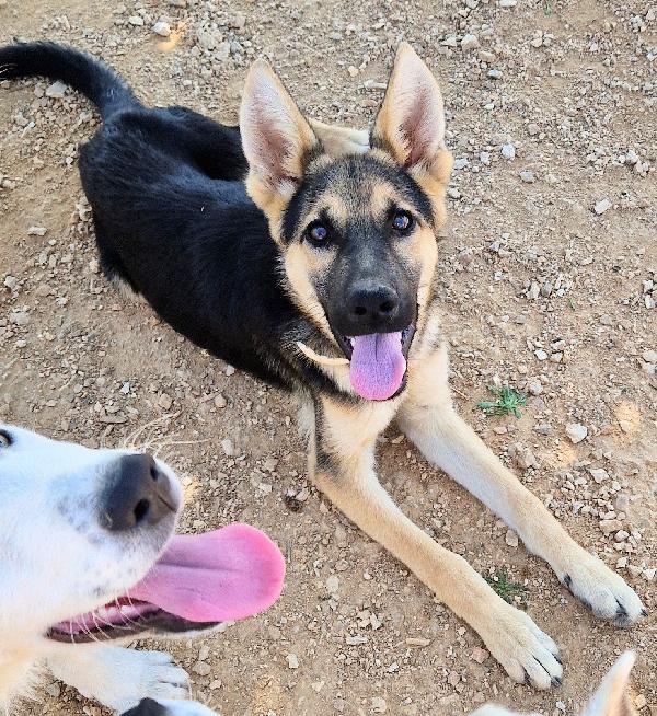 DORA IN CANILE,ADOTTABILE IN TUTTA ITALIA| Foto 8