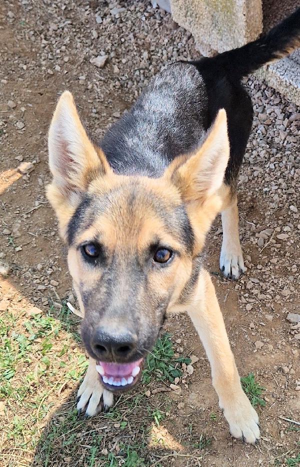 DORA IN CANILE,ADOTTABILE IN TUTTA ITALIA| Foto 9