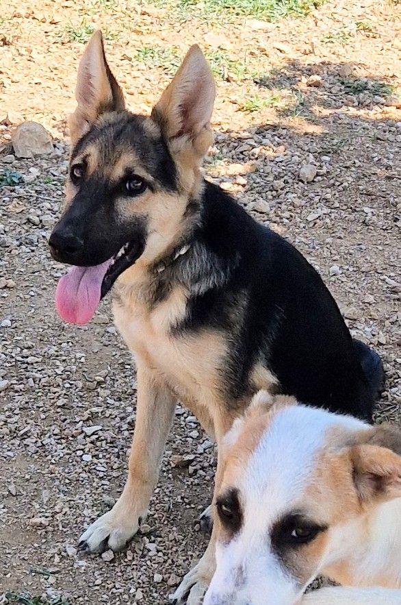 DORA IN CANILE,ADOTTABILE IN TUTTA ITALIA| Foto 12