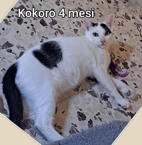 MICINI ESCLUSI E SOLI Foto 5