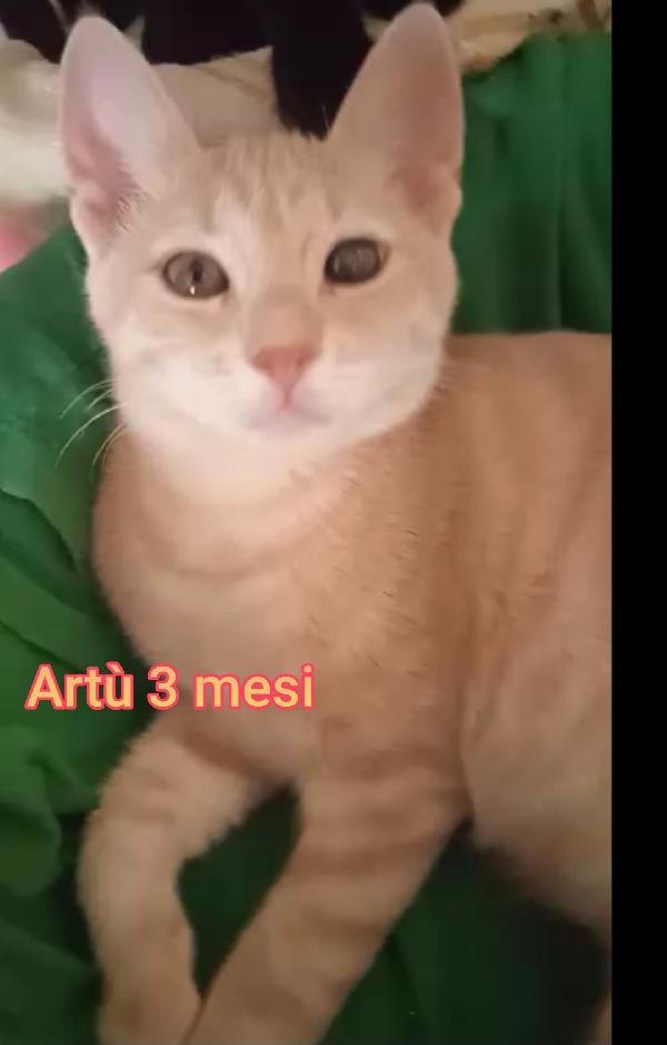 MICINI ESCLUSI E SOLI Foto 10