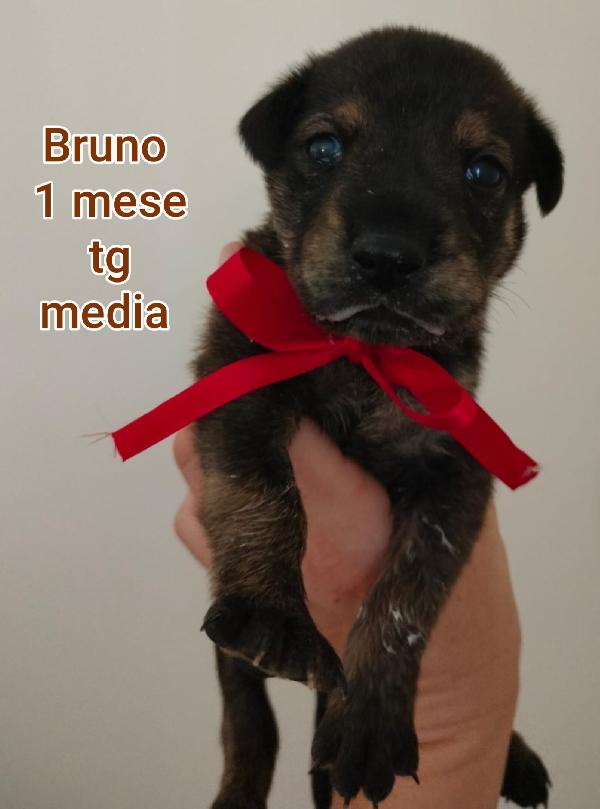 Stupendi Cuccioli! 2 / 3 Mesi