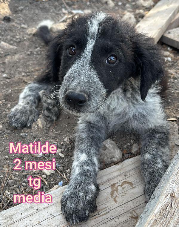 Stupendi cuccioli! 2 / 3 mesi Foto 2