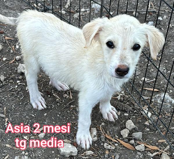 Stupendi cuccioli! 2 / 3 mesi Foto 4