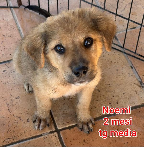 Stupendi cuccioli! 2 / 3 mesi Foto 5