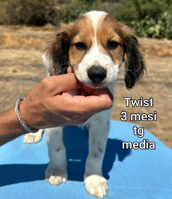 Stupendi cuccioli! 2 / 3 mesi Foto 8