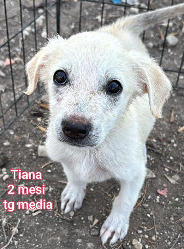 Adozioni Cercasi Per Questi Cuccioli 