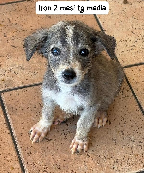 Adozioni cercasi per questi cuccioli  Foto 2