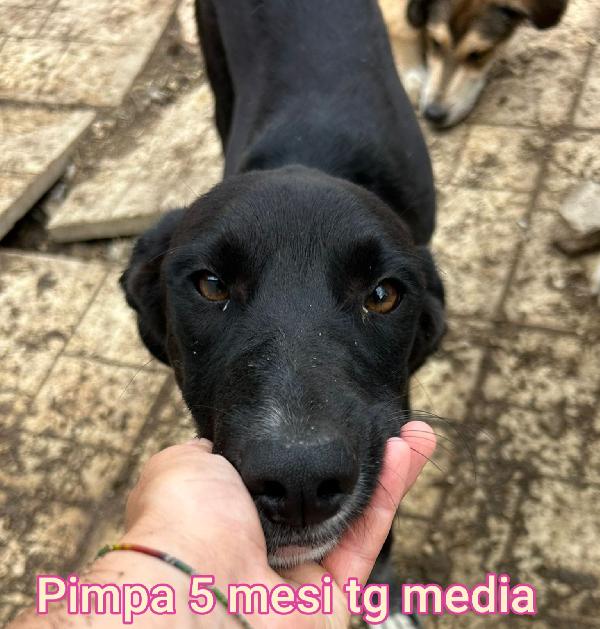 Adozioni cercasi per questi cuccioli  Foto 9