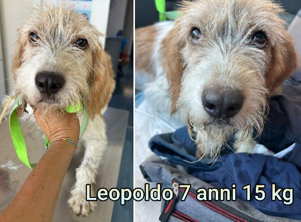 PICCOLI CAGNOLINI! Foto 4