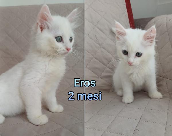 EMERGENZA GATTINI TROVATELLI  Foto 7