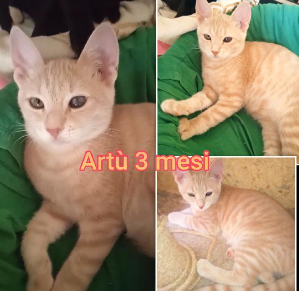 EMERGENZA GATTINI TROVATELLI  Foto 8