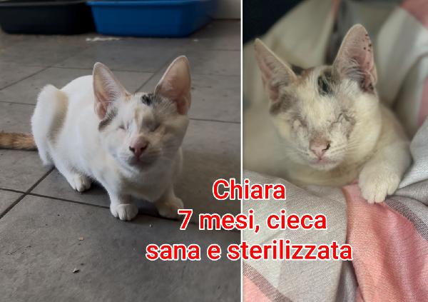 EMERGENZA GATTINI TROVATELLI  Foto 10