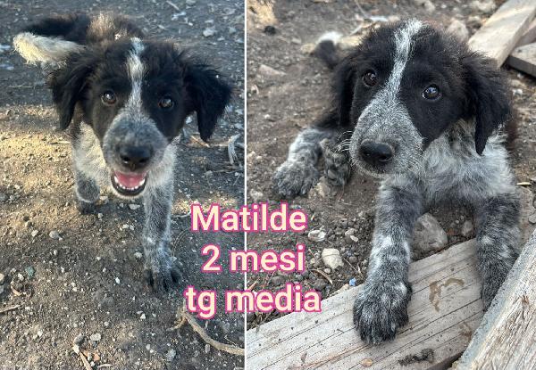 Aiutate Questi Cuccioli Abbandonati 