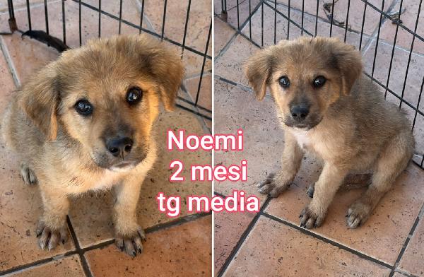 Aiutate questi cuccioli abbandonati  Foto 2