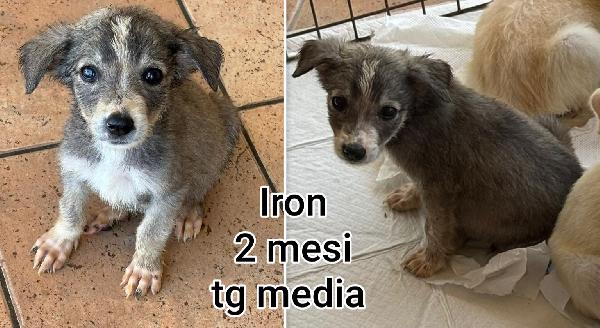 Aiutate questi cuccioli abbandonati  Foto 3