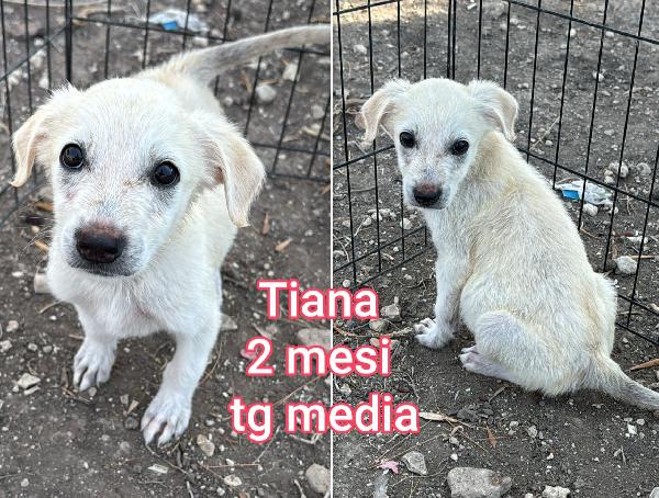 Aiutate questi cuccioli abbandonati  Foto 4