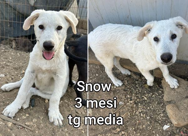 Aiutate questi cuccioli abbandonati  Foto 5