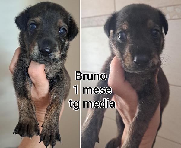 Aiutate questi cuccioli abbandonati  Foto 6