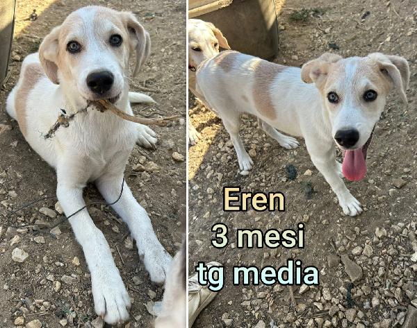 Aiutate questi cuccioli abbandonati  Foto 7