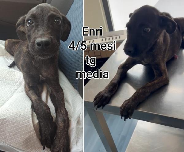 Aiutate questi cuccioli abbandonati  Foto 8