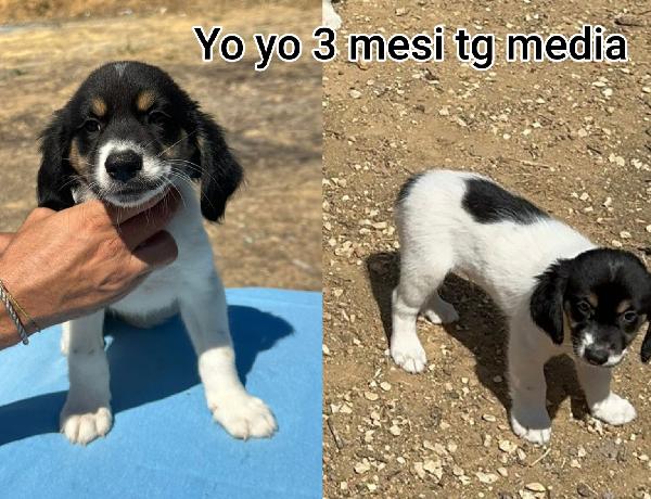 Aiutate questi cuccioli abbandonati  Foto 9