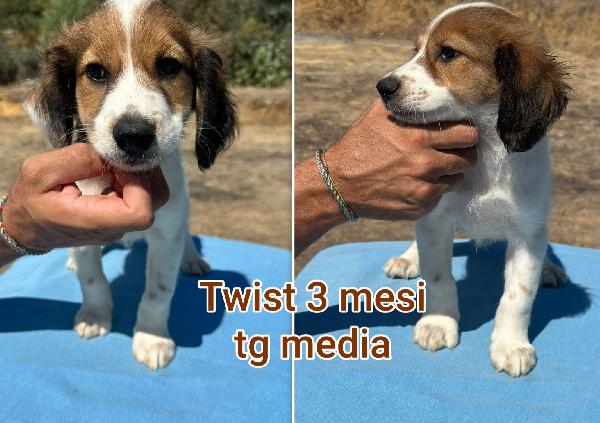 Aiutate questi cuccioli abbandonati  Foto 10