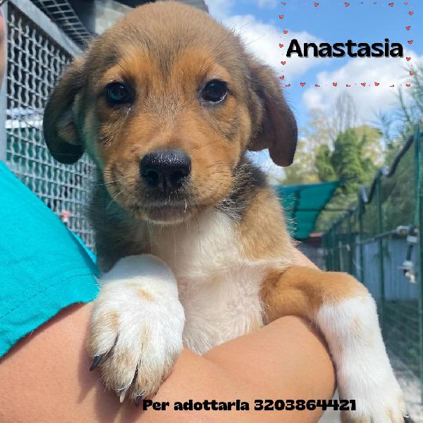 Anastasia Cucciola 3 Mesi Cerca Adozione - Canile Di Latina