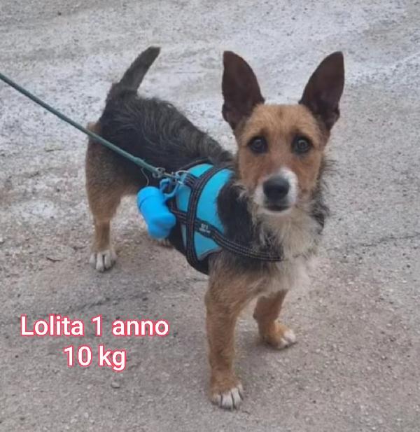 Cani taglie piccole e contenute  Foto 6