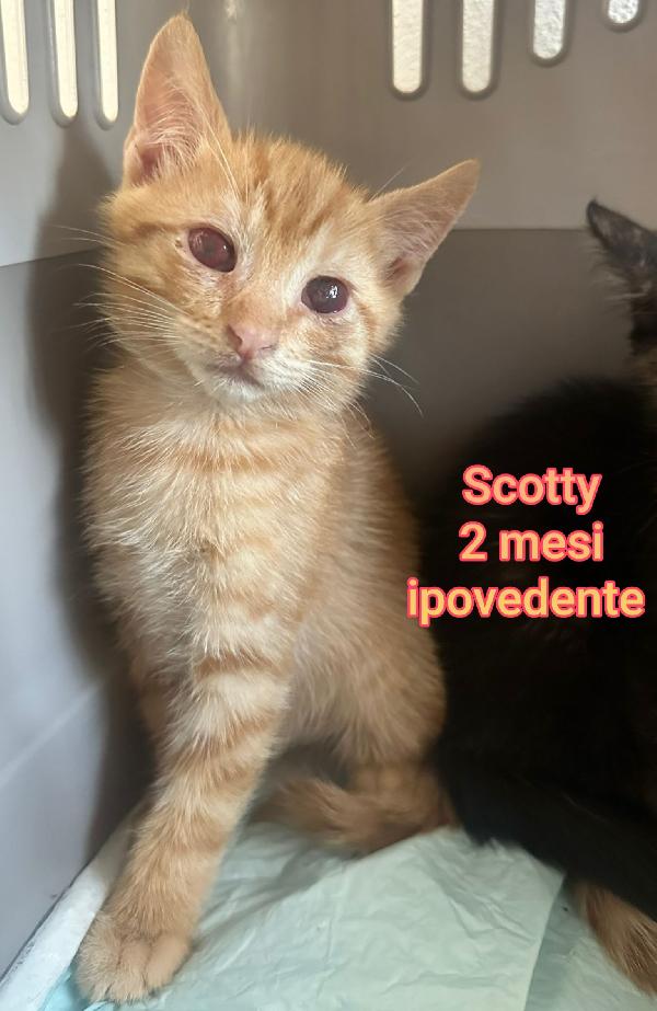 GATTINI: SIAMO AL COLLASSO Foto 5