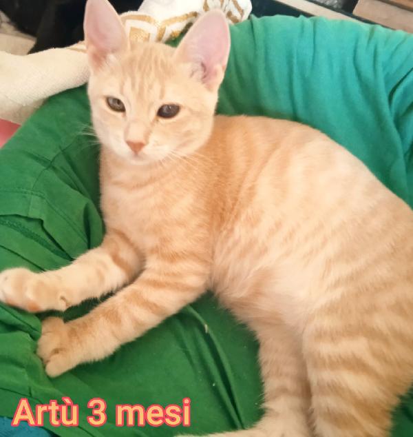 GATTINI: SIAMO AL COLLASSO Foto 7