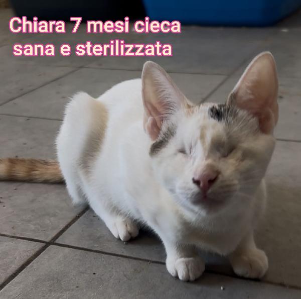 GATTINI: SIAMO AL COLLASSO Foto 10